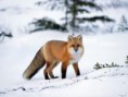 /album/fenykepgaleria/images-12-jpg/
